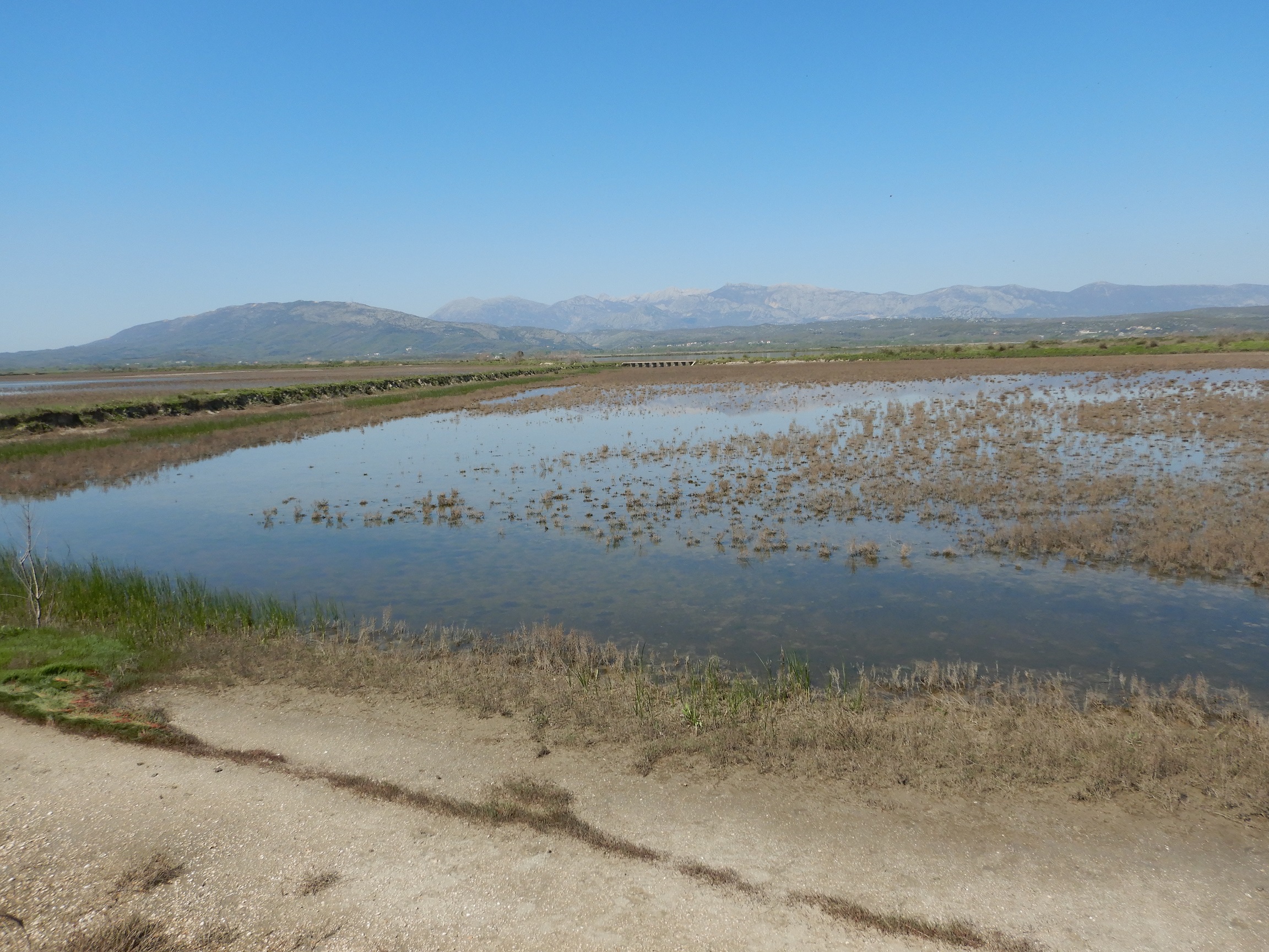 Overview with wet salt pan (Salicornia and Salsola formations). 